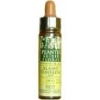 Cerato Plantis n° 05 10 ml