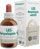 Les W. Vine Ampelopsis 50Ml canadienne.