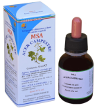 Msa Acer Campestre Bourgeons 50 ml